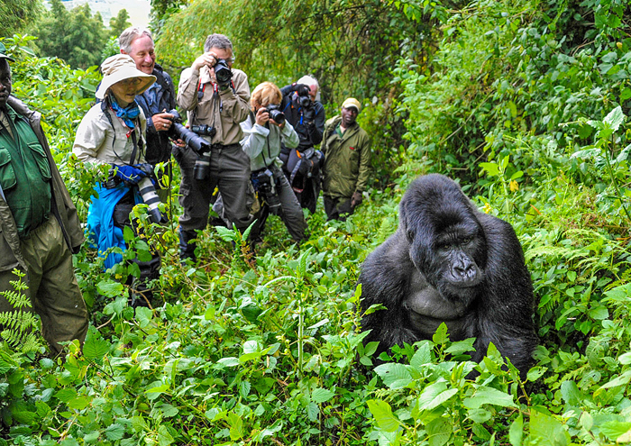 safari trek group