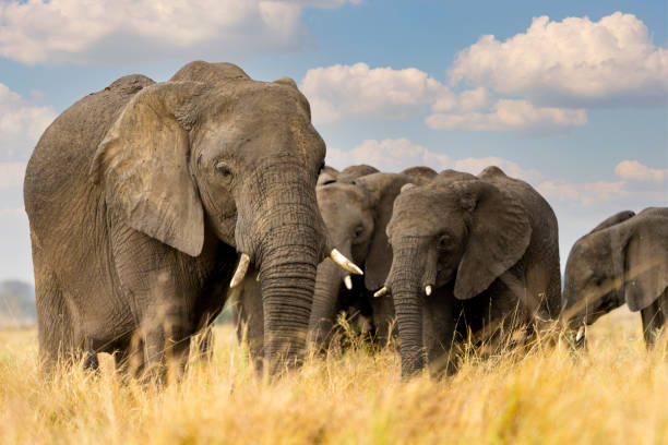 15 Days South Africa Holidays with Addo Elephant Safari Package
