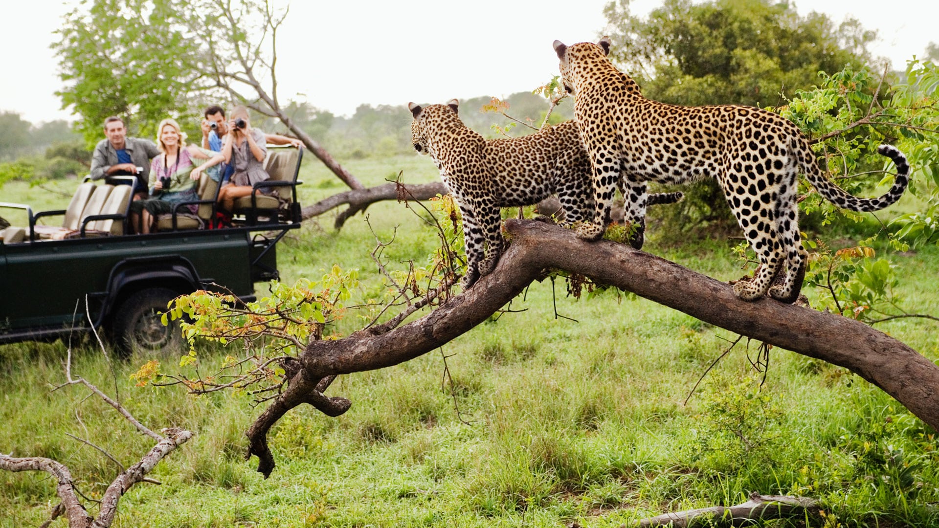 12 Days South Africa Safari Tour Package