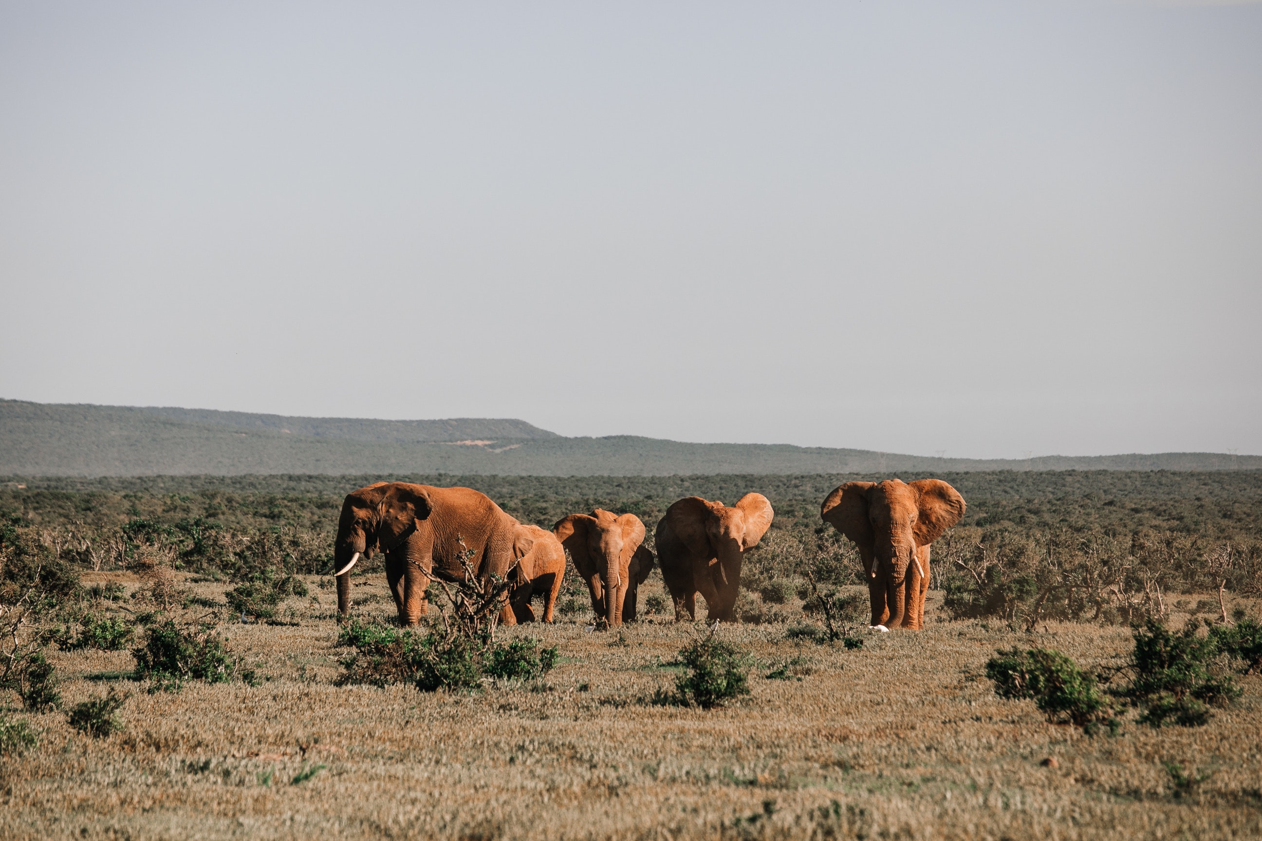 04 Days Kruger Safari With Panorama Tour 