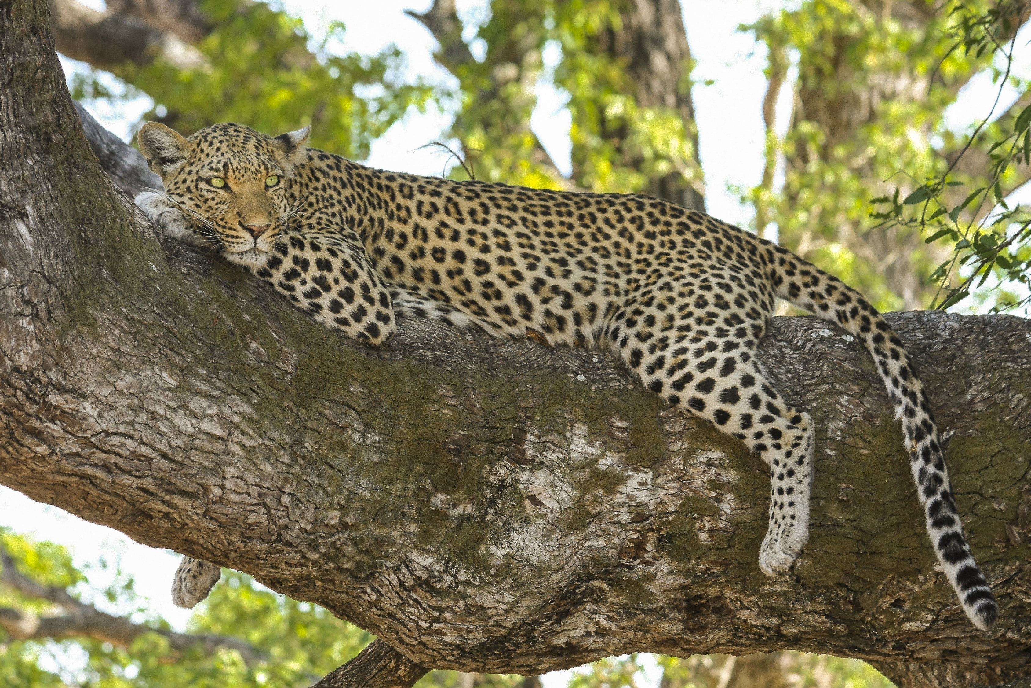 8 Days Tanzania Wildlife Safari
