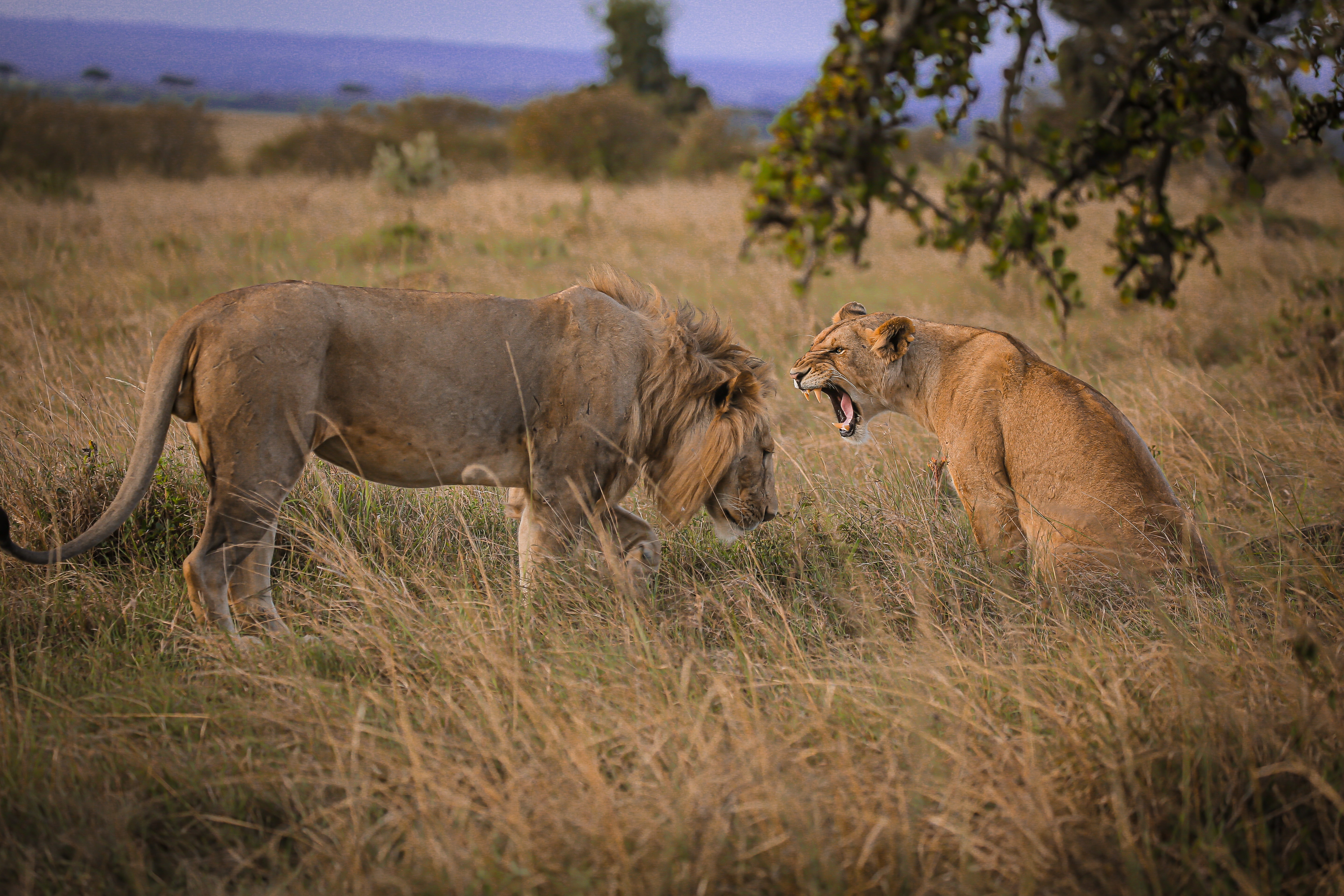 6 Days Tanzania Serengeti Safari