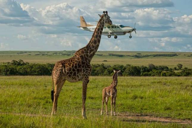 8 DAYS TANZANIA FLYING SAFARI