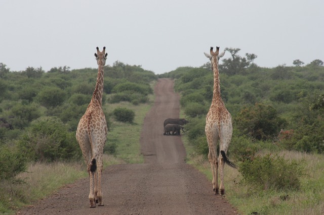 06 Days Kruger Safari with Victoria Falls Tour