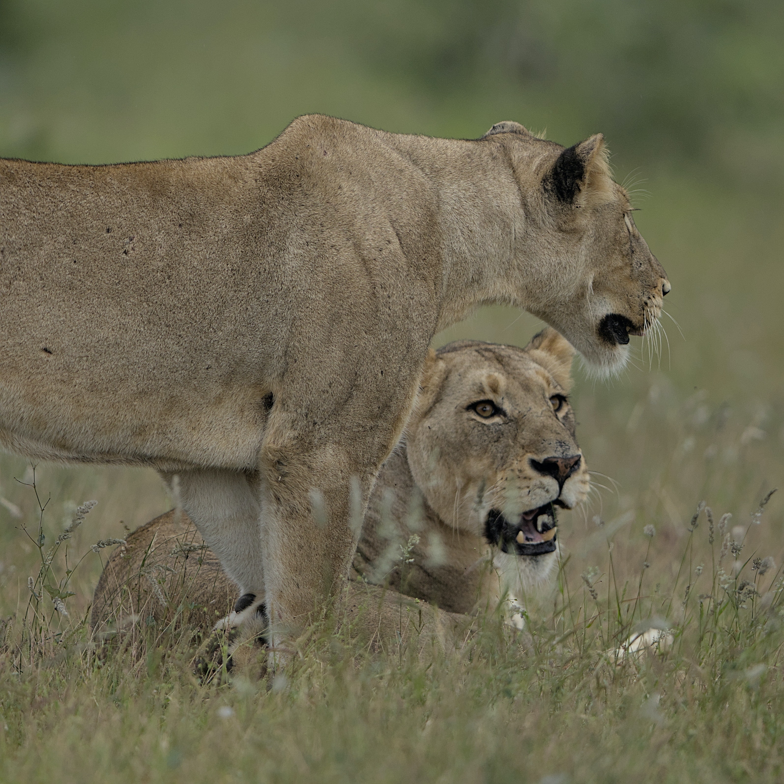 03 Days With Kruger Safari 