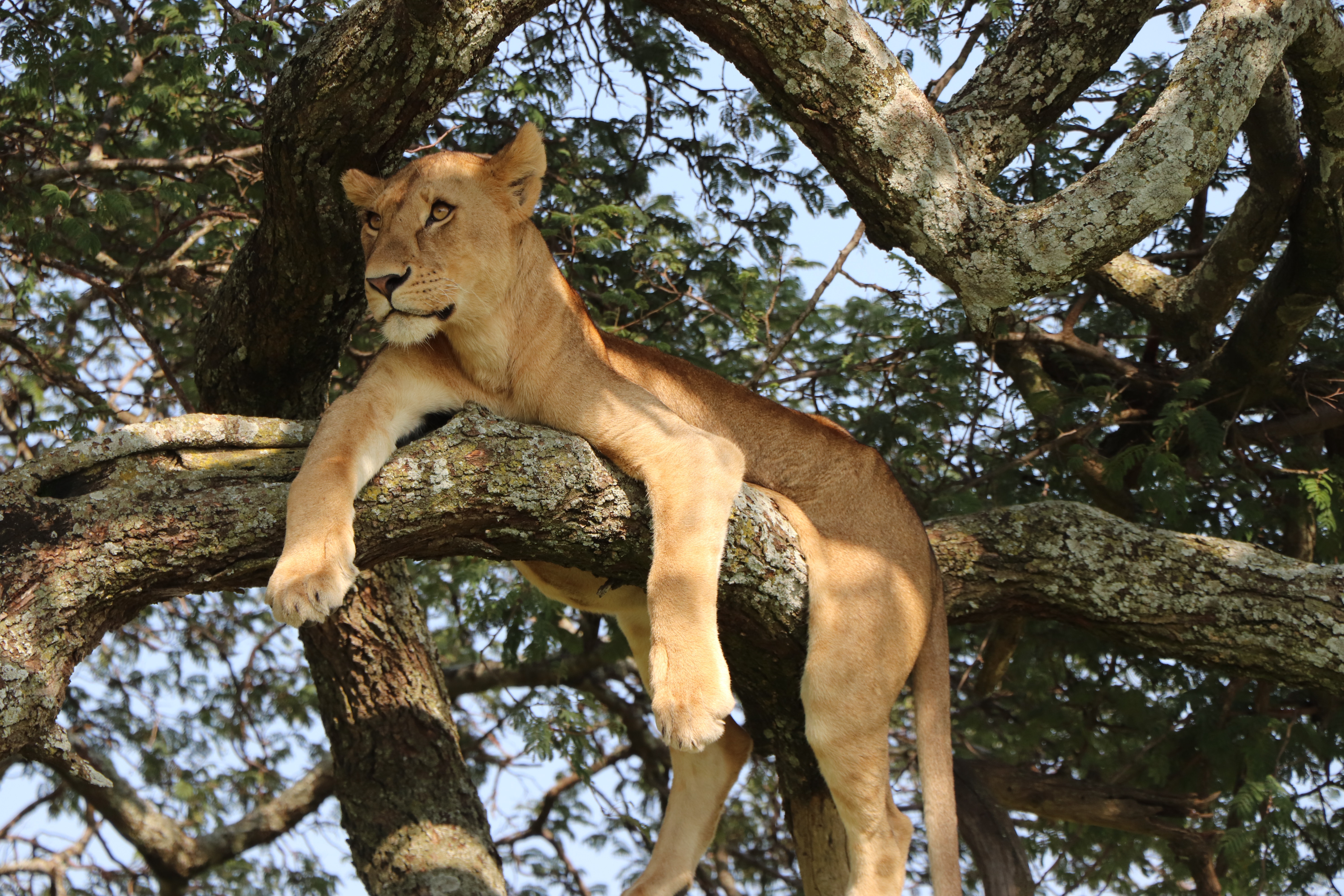 Day trip Exploring Lake Manyara National Park