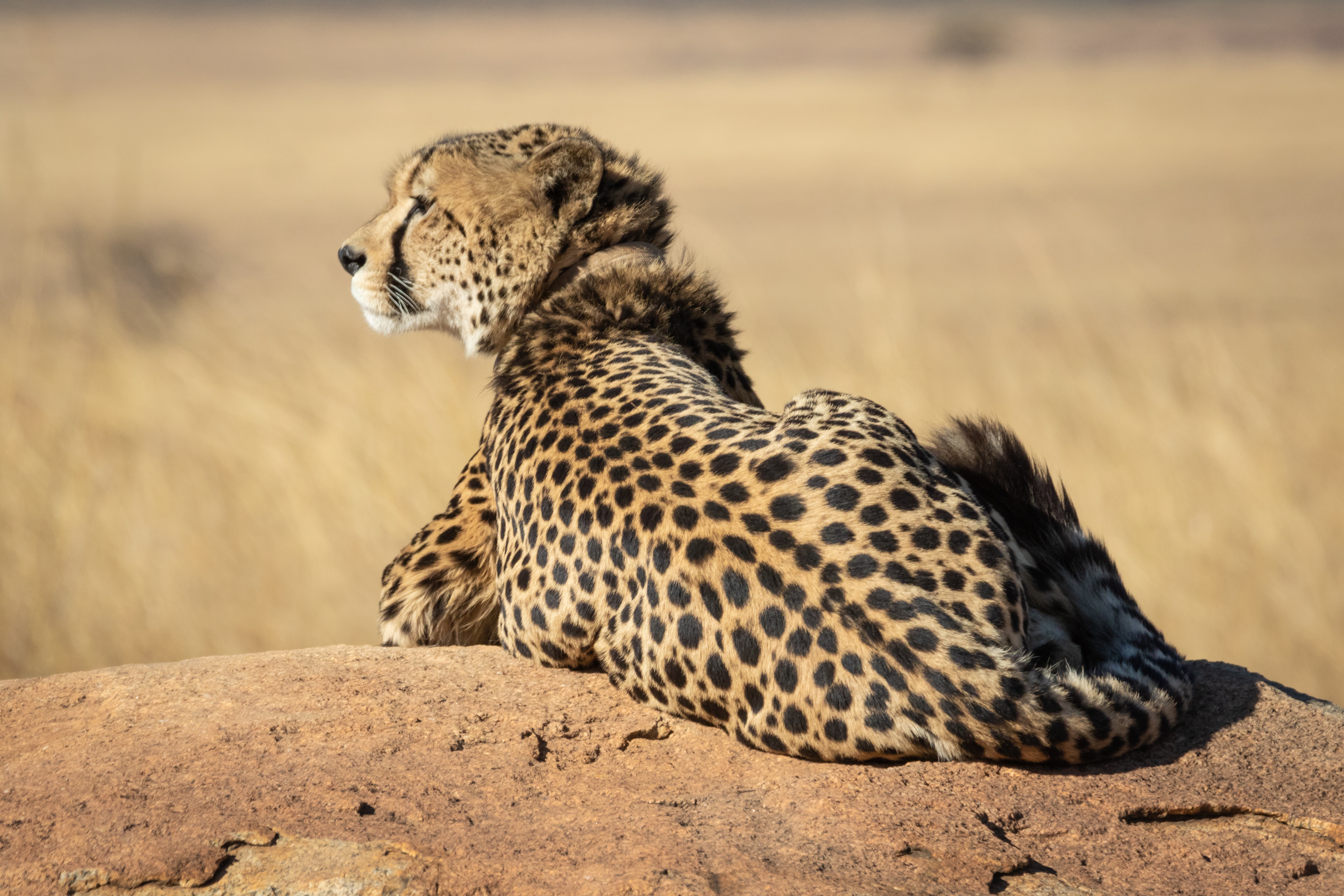 4 days Serengeti Safari Package