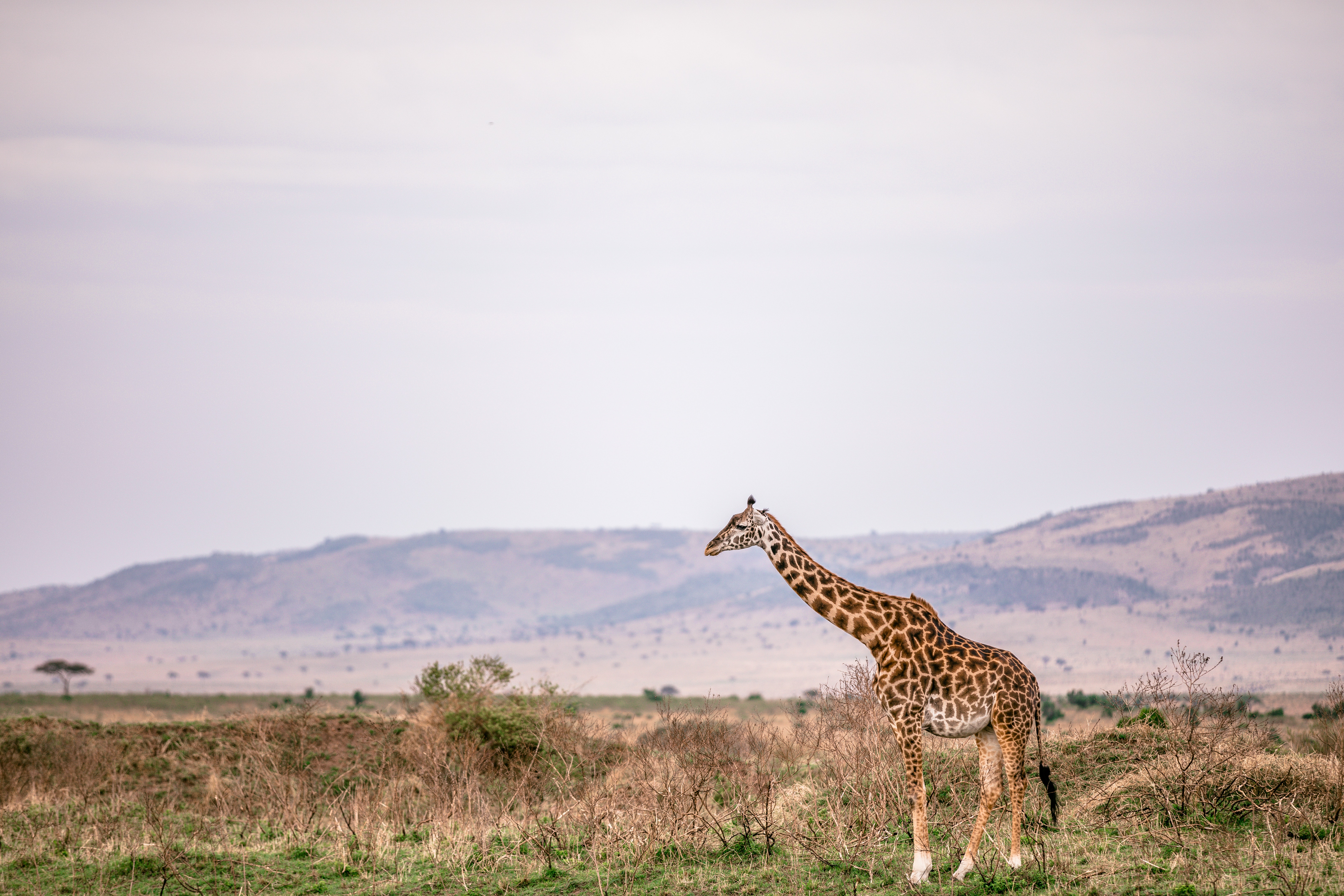 05 Days Kruger Safari With Panorama Tour & Elephant Whisper