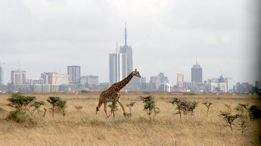 7D KENYA SAFARI TOUR