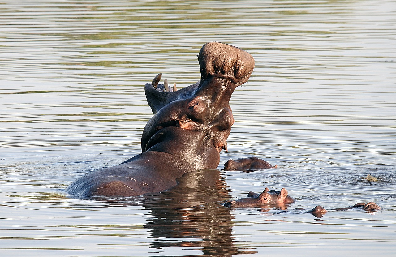 05 Days Kruger Big 5 Safari Holiday Tour