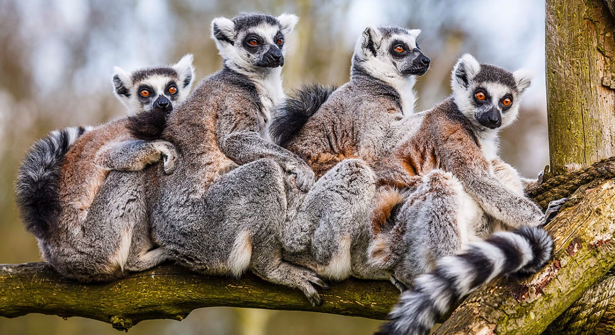 can you safari in madagascar