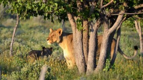14 Days Best of Southern Africa Safari Tour