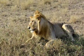 07 Days Kenya Wildlife Safari Tour