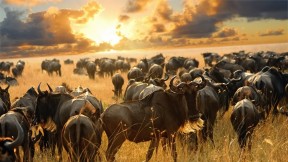 07 Days Masai Mara with Cape Town Tour