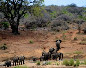 Day Trip to Tarangire National Park