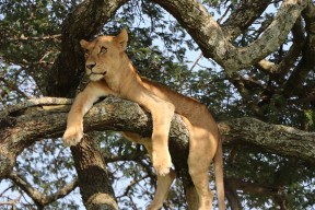 Day trip Exploring Lake Manyara National Park