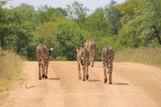 03 Days Kruger Safari Tour