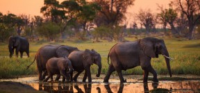 09 Days Botswana Safari Vacations