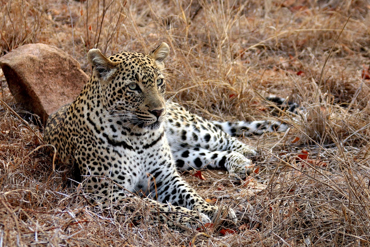 07 Days Kruger Safari with Garden Route Tour