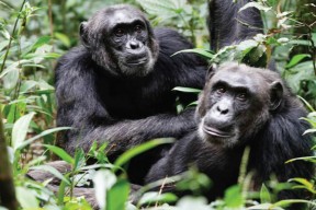 08 Days Uganda Birding and Chimpanzee Tracking Tour