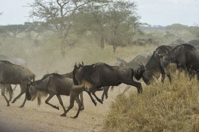 05 Days Tanzania Safari Tour