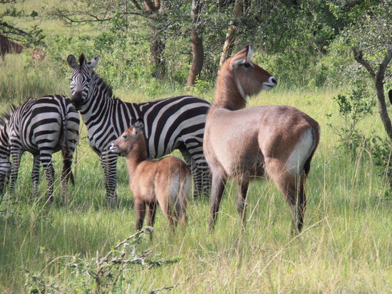 Safari tours