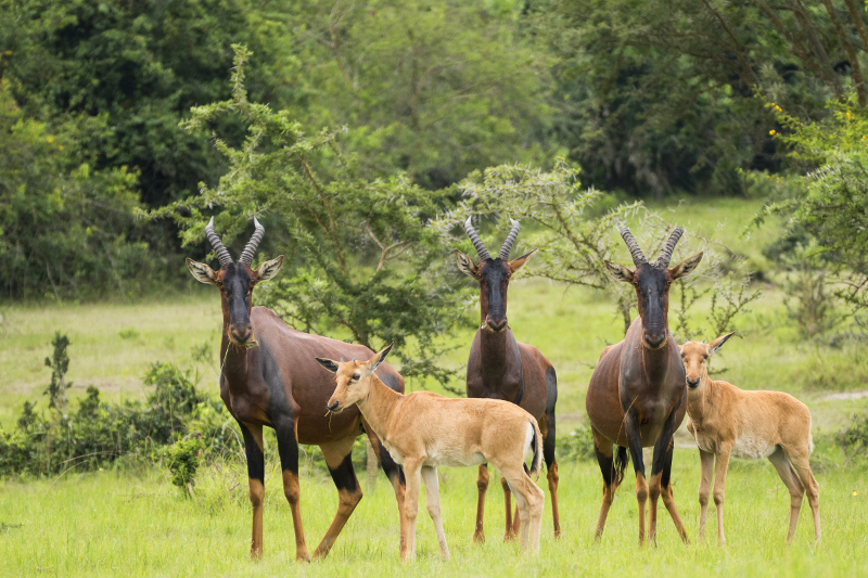 lake-mburo-national-park