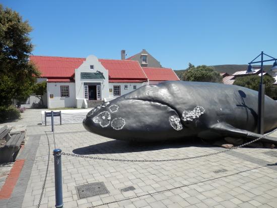 Whale Museum