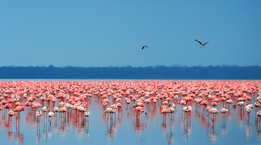 Lake Nakuru