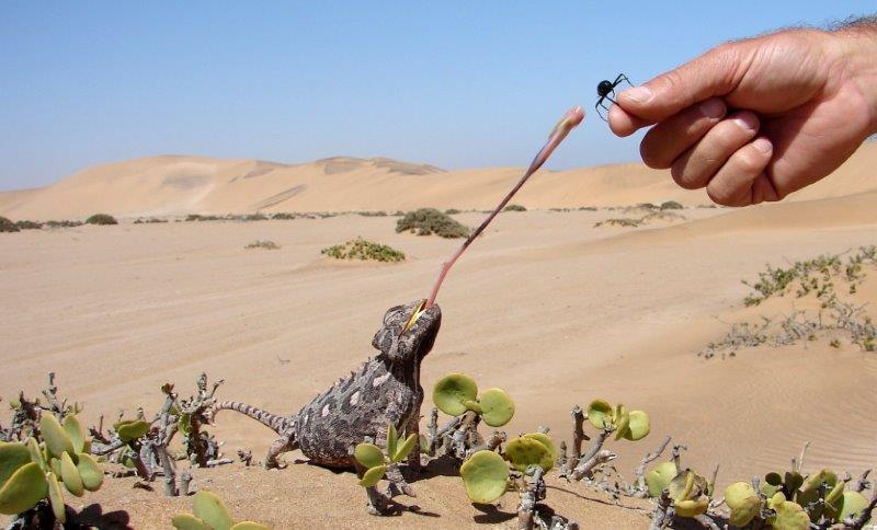 The desert life of Swakopmund