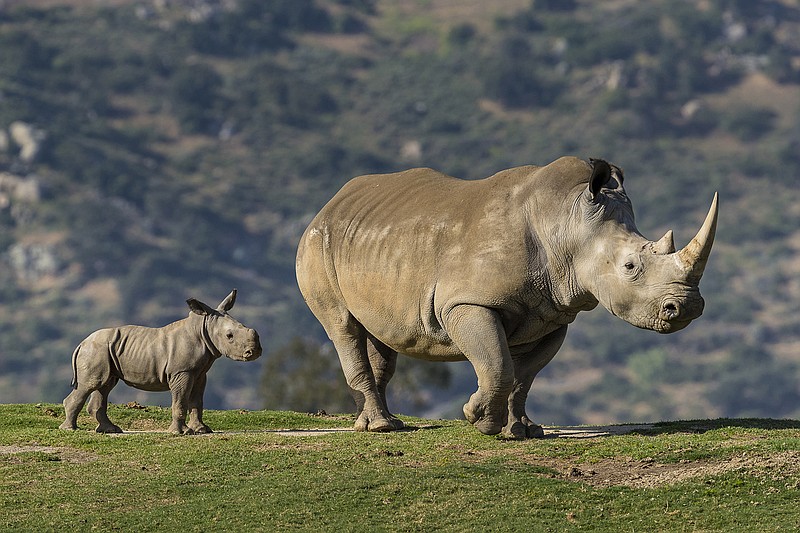 Rhinoceros Sanctuary