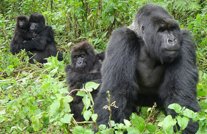 Bwindi National Park