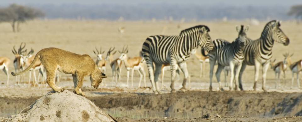 Nxai Pans National Park