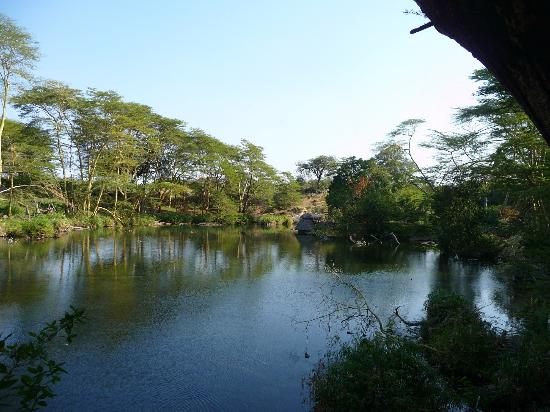 Mzima Springs (Tsavo West)