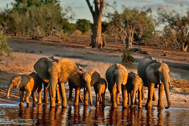 Chobe National Park