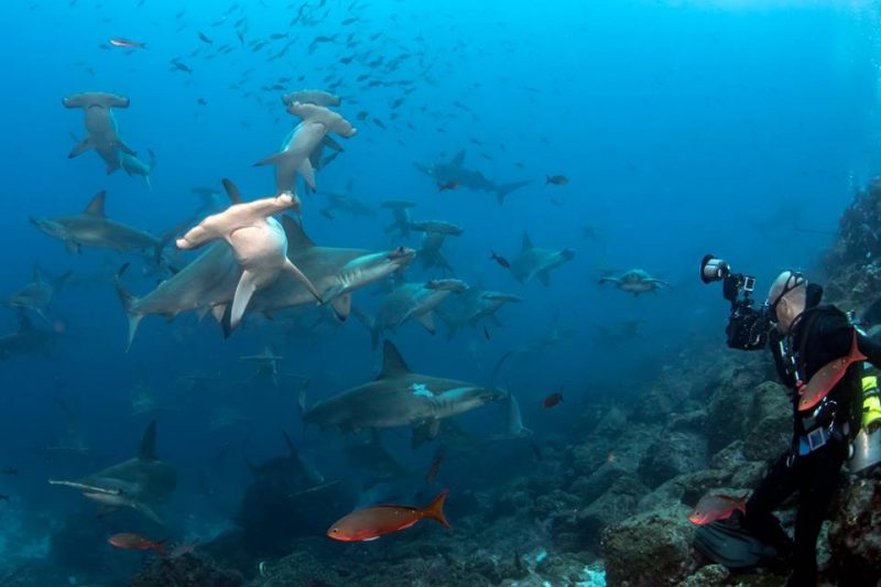 Diving at Postman Reef