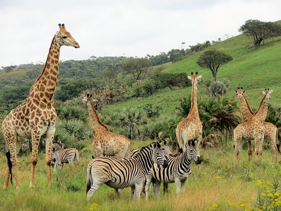 Amatikulu Nature Reserve