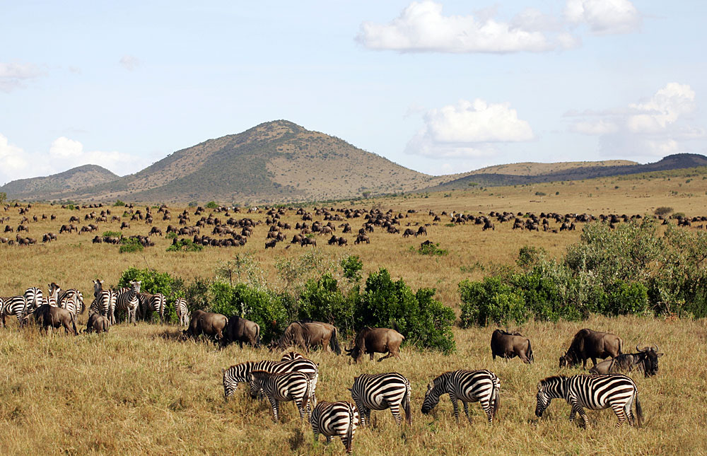 Masai Mara National Reserve 