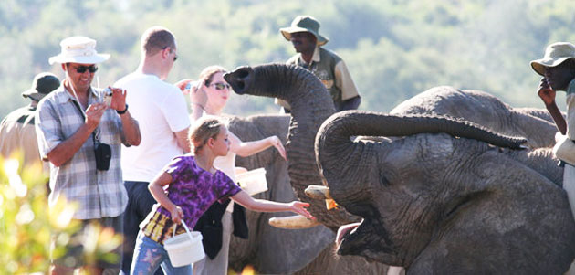 Discovering the elephants 