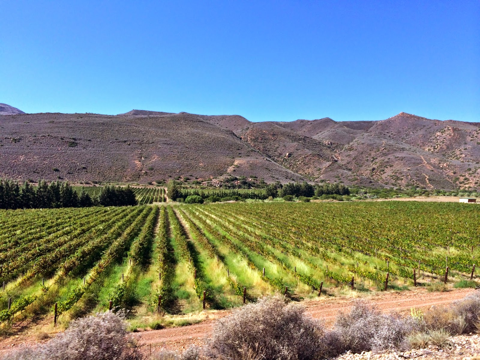 Klein Karoo Wine Route