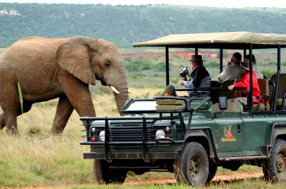 Safari Tour near Tsitsikamma