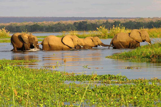 Maun Game Reserve