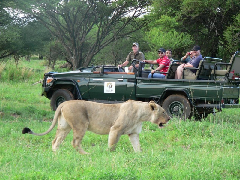 Game Drive Safari