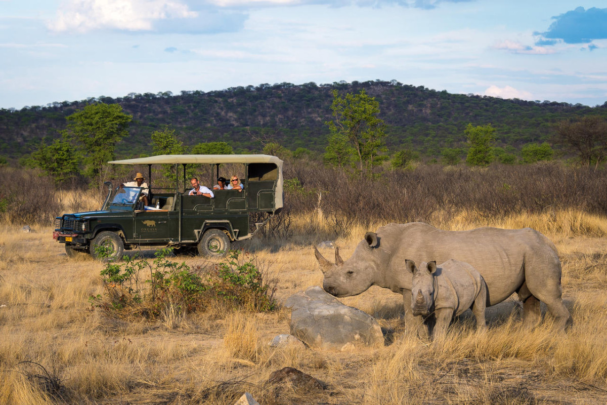 Safari Tours