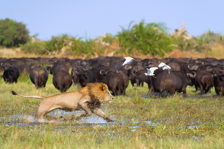 Okavango Delta