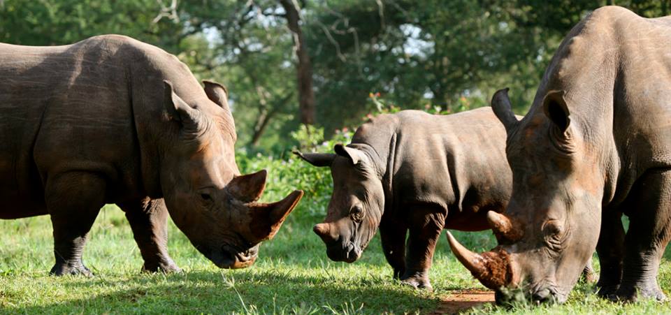 Ziwa Rhino Sanctuary