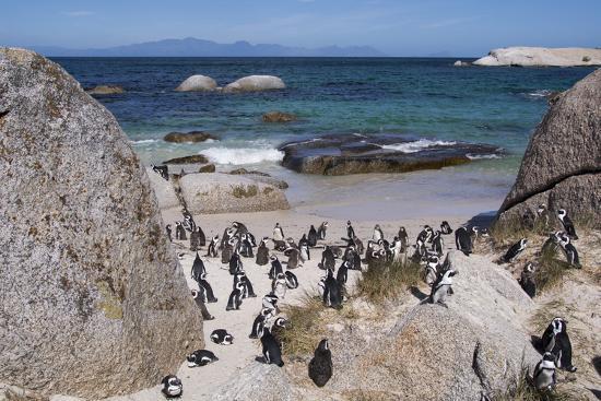 The Penguins at Stony Point