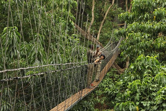 Visit the Treetop walkway