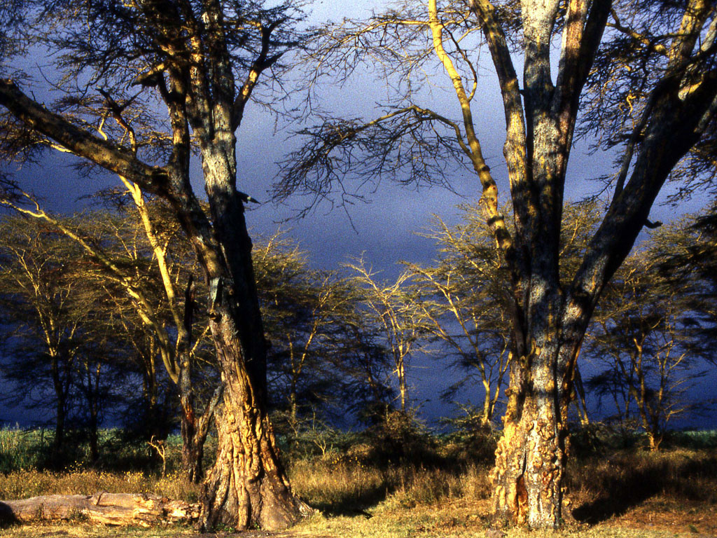 Lerai Fever Tree Forest