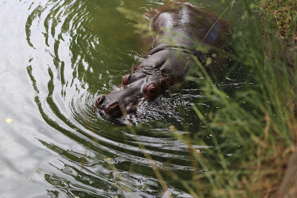 Hippo Pool